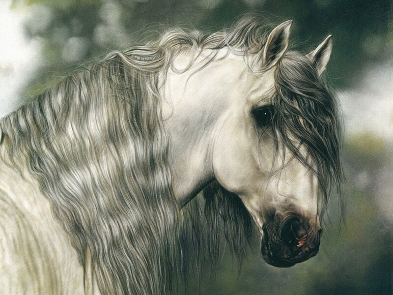 portrait of a white horse