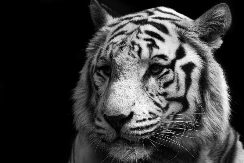 portrait of a white tiger