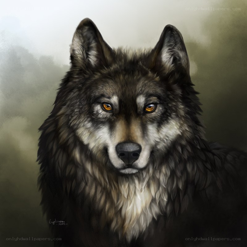 portrait of a wolf