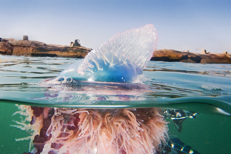 Portuguese man-of-war at the surface