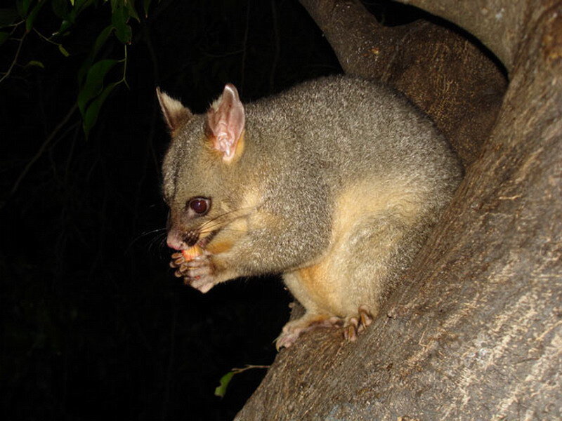 Possum Eating Food