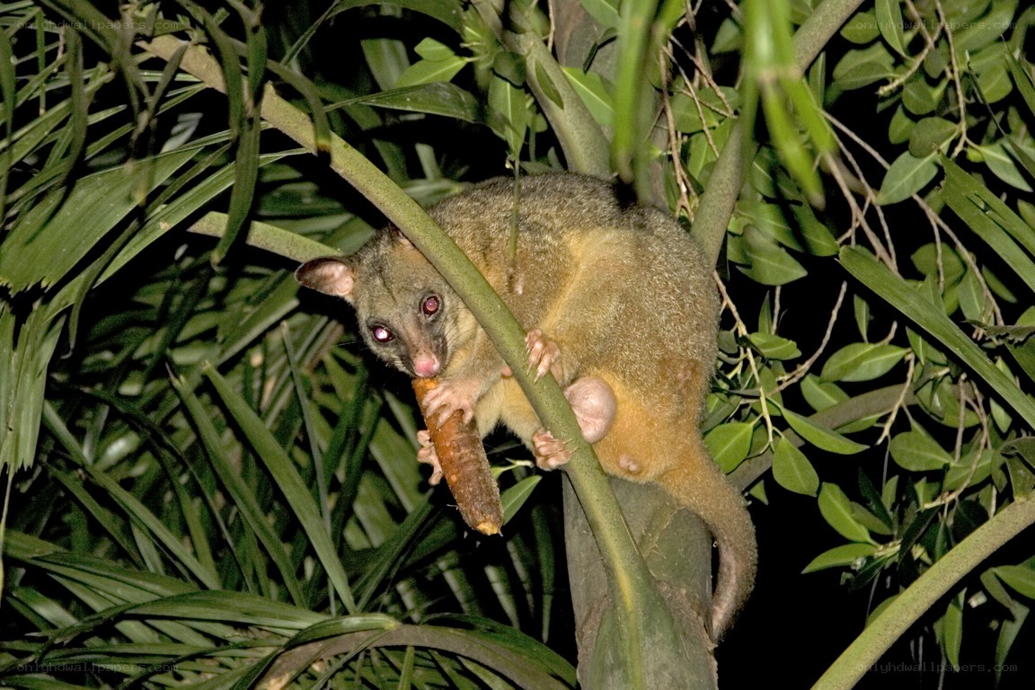 Possum eating in a tree