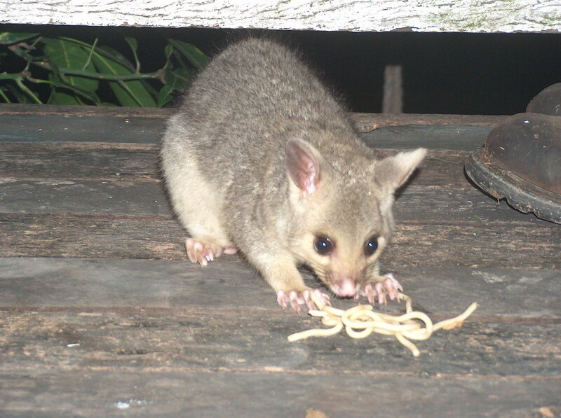 possum eating noodles