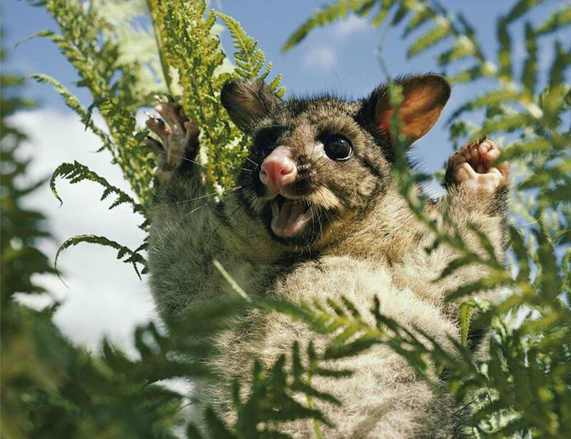 Possum in a fern