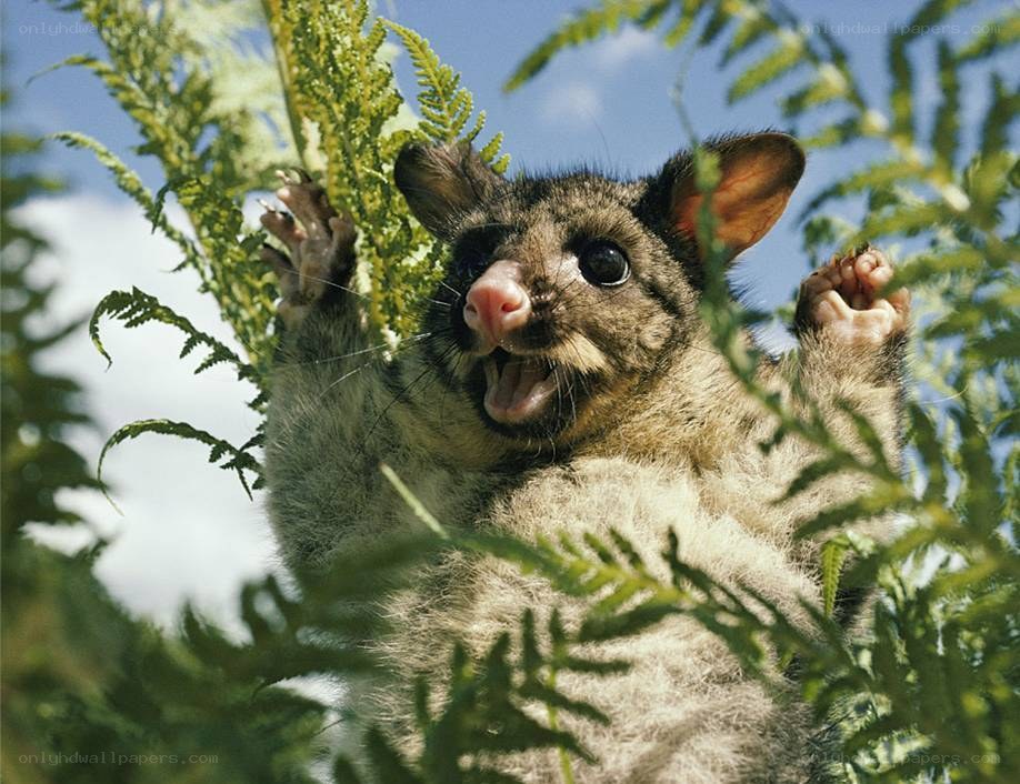 Possum in a fern