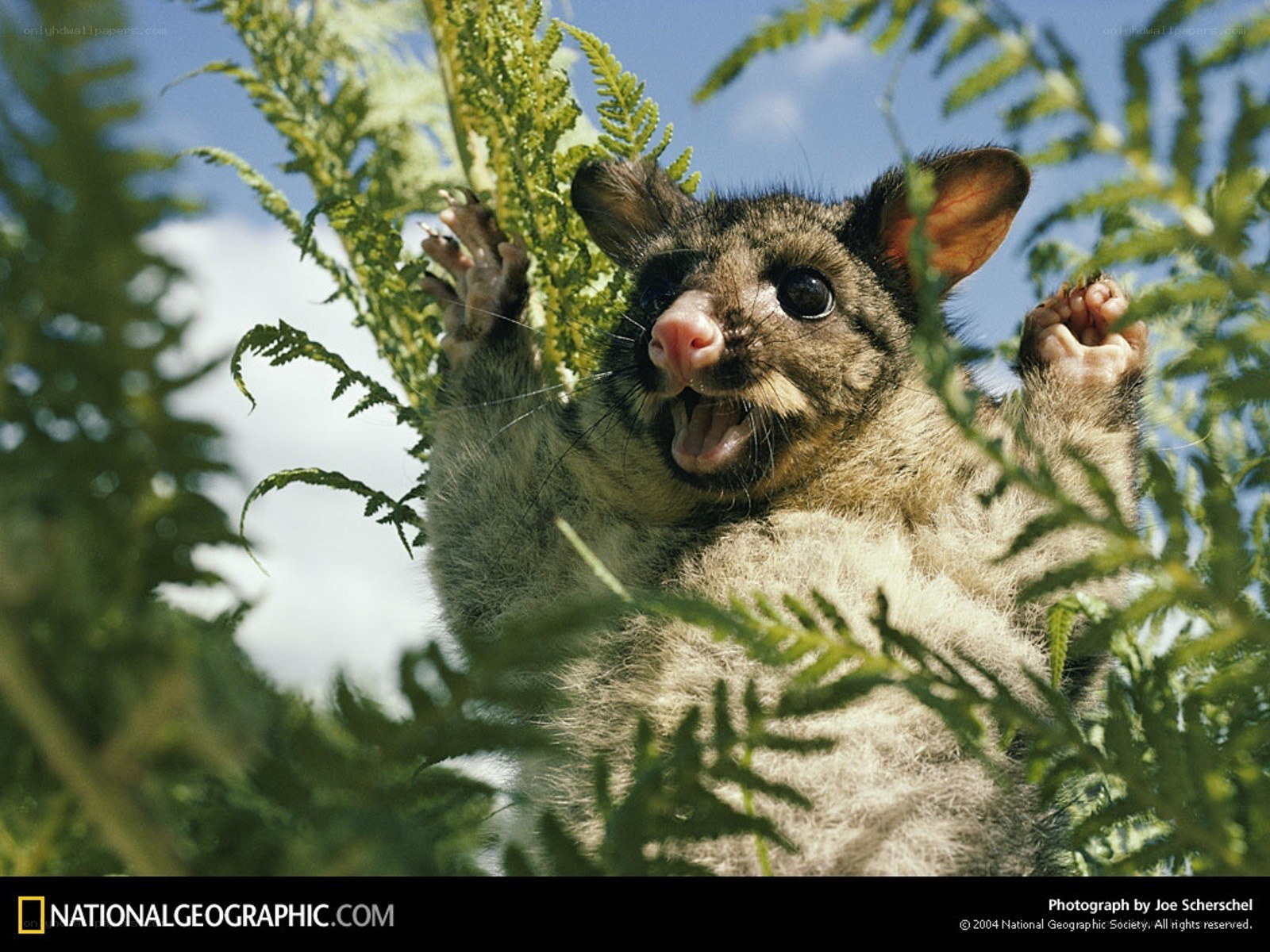 Possum in ferns