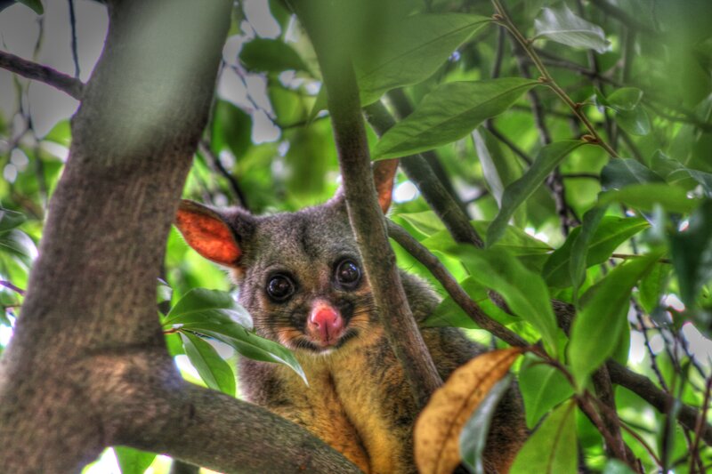 Possum in Tree