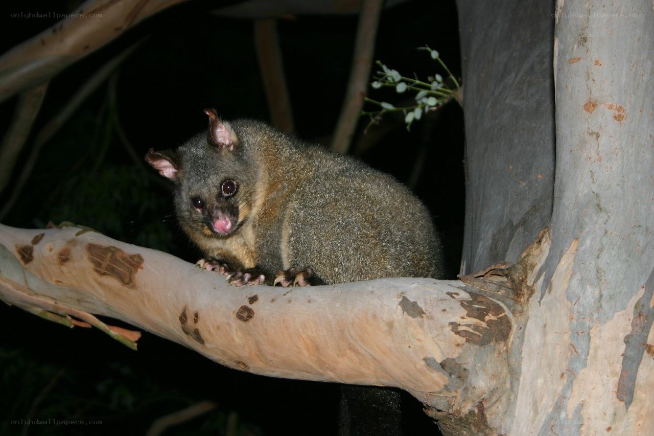 Possum on a tree branch