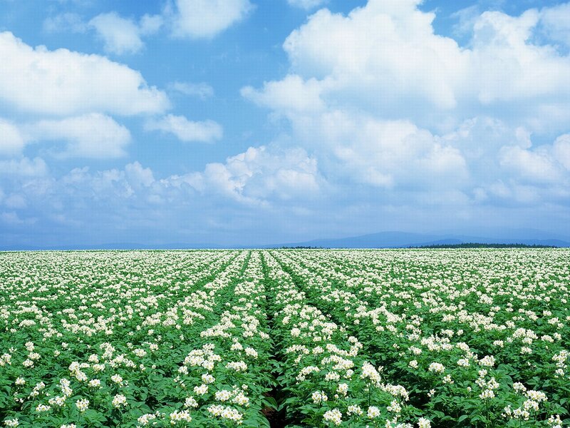 Potato Field in Bloom — Blue