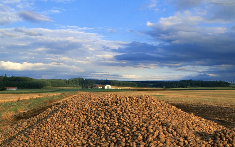 Potato harvest in a rural field