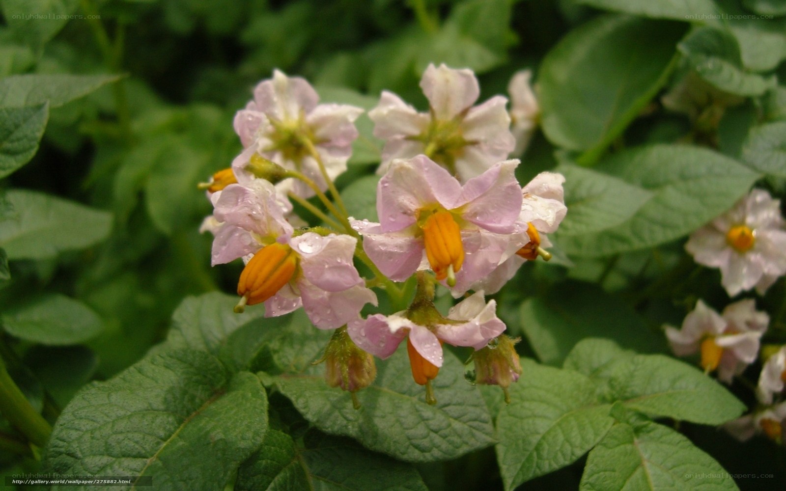 potato plant flowers