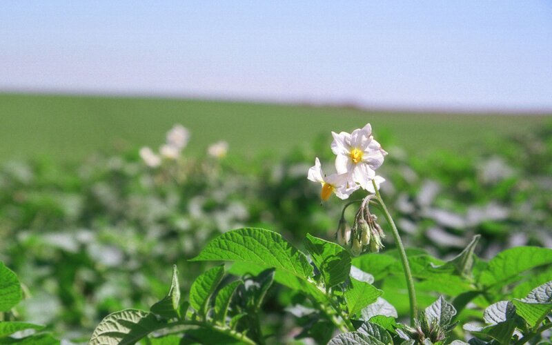 Potato plant in a field