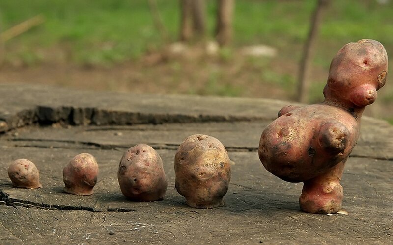 Potatoes in a Line — Brown, Natural, Afternoon