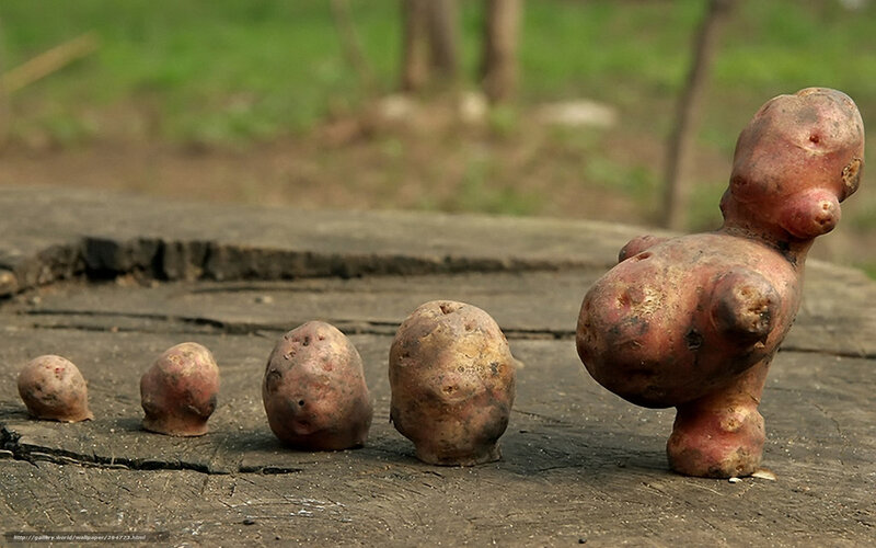 Potatoes in a Line — Brown