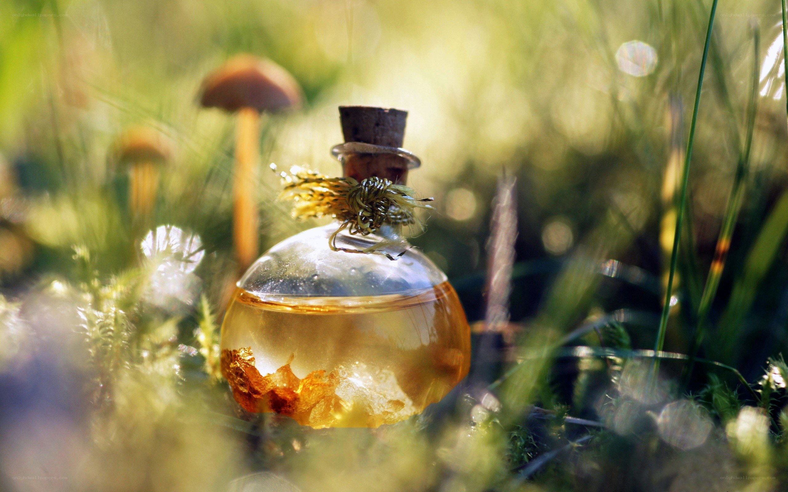 Potion in a forest glade