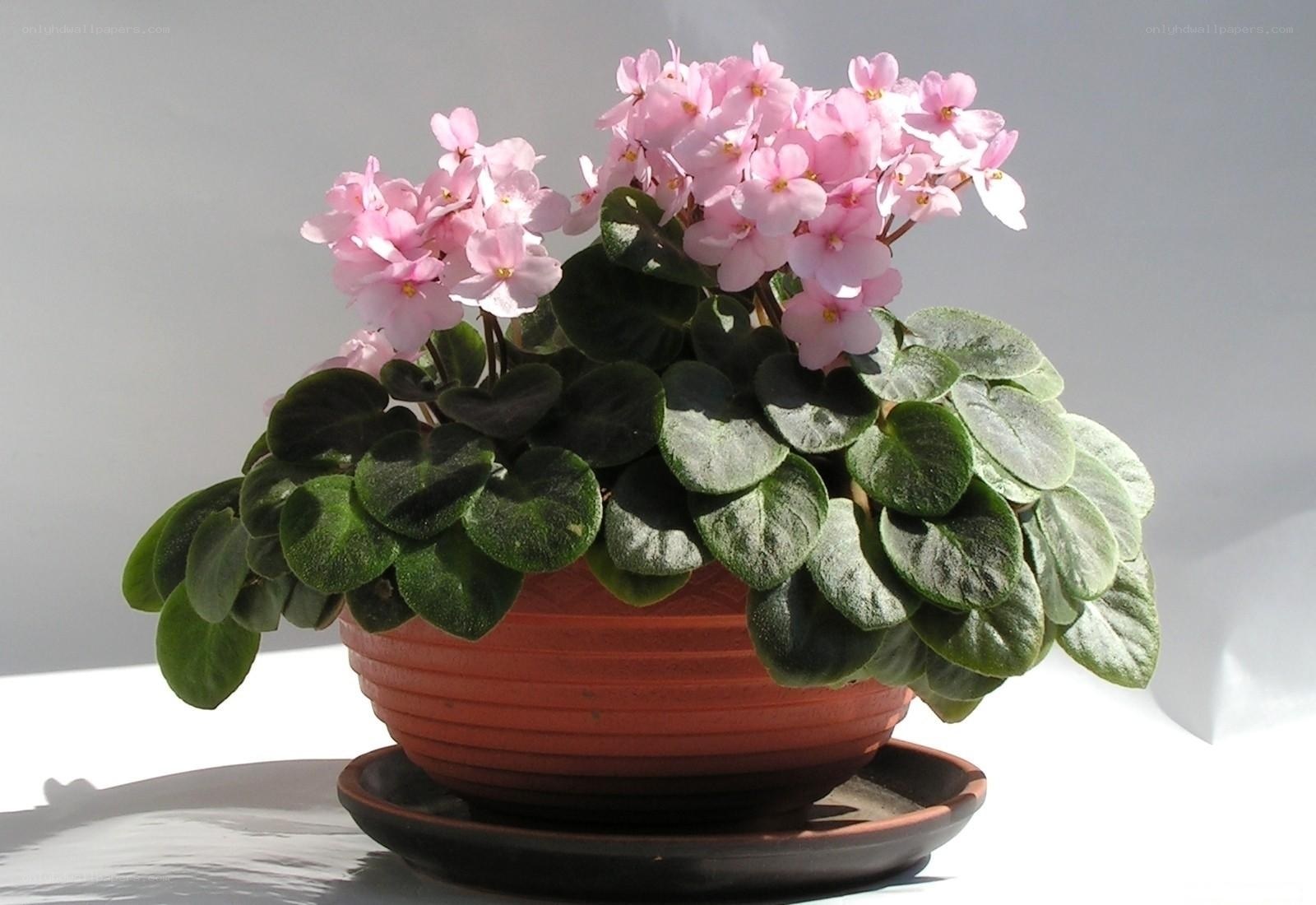 potted African violet plant
