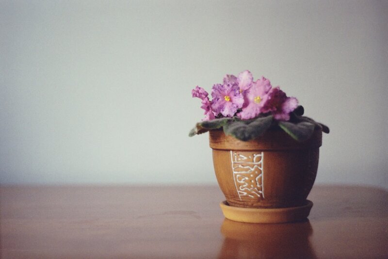 Potted African Violet
