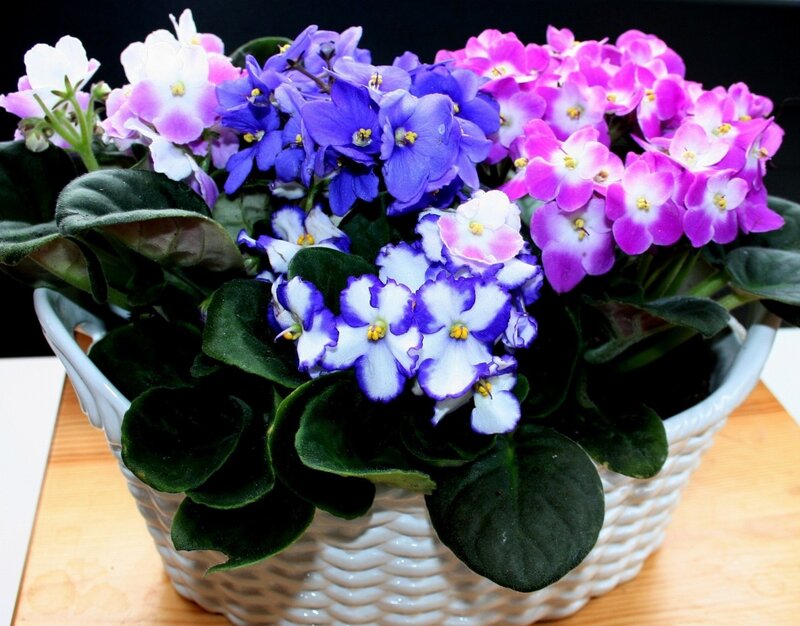 Potted African Violets — Purple