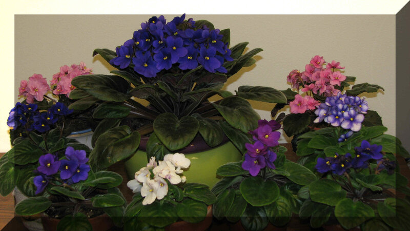Potted African Violets