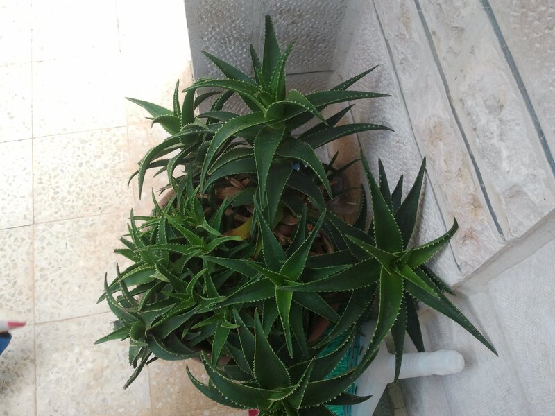 Potted Aloe Vera Plant