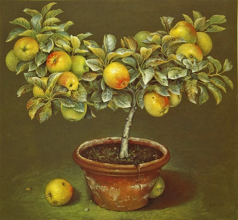 Potted Apple Tree