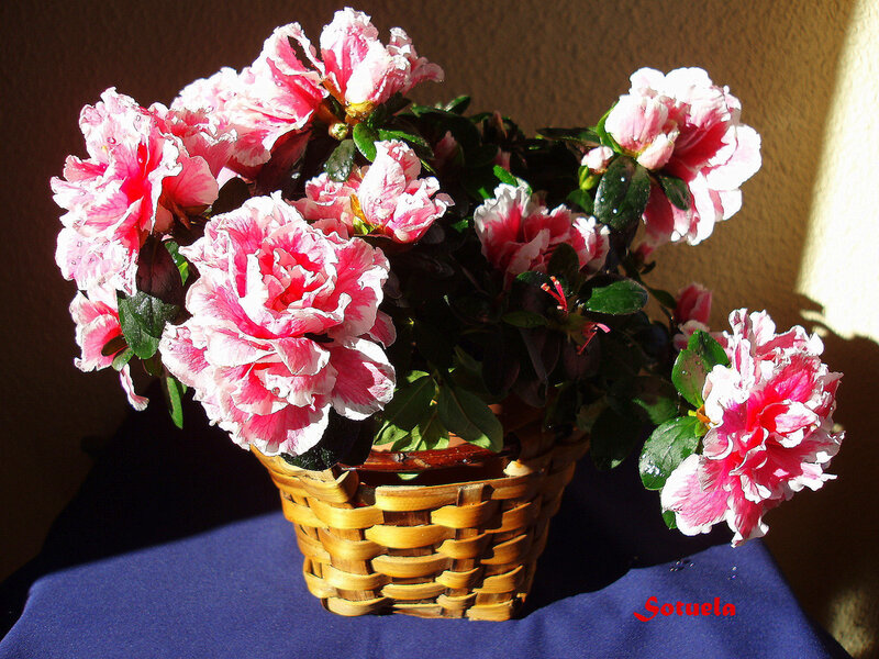 Potted Azalea Flowers