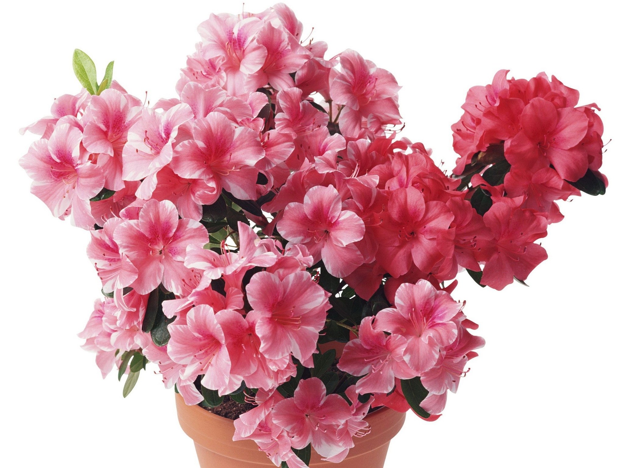 potted azalea with pink flowers