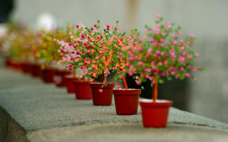 Potted Beaded Plants