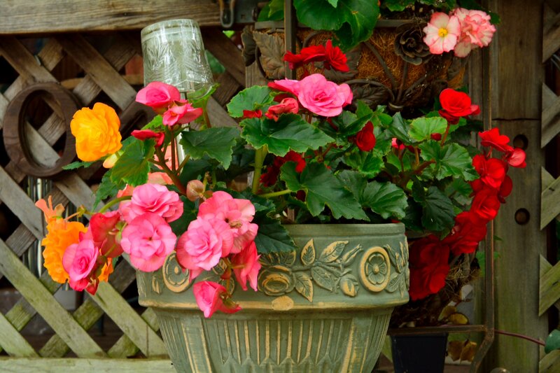 Potted Begonia Flowers — Pink, Calm