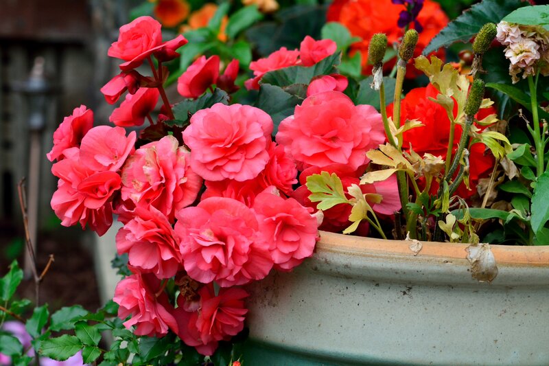 Potted Begonia Flowers — Pink