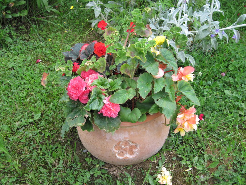 Potted Begonia Flowers