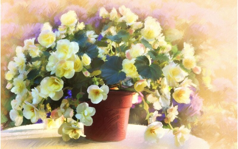Potted Begonia Flowers — Yellow, Serene