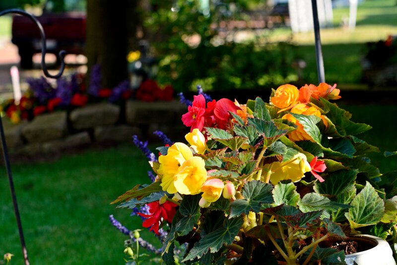 Potted Begonia Flowers — Yellow