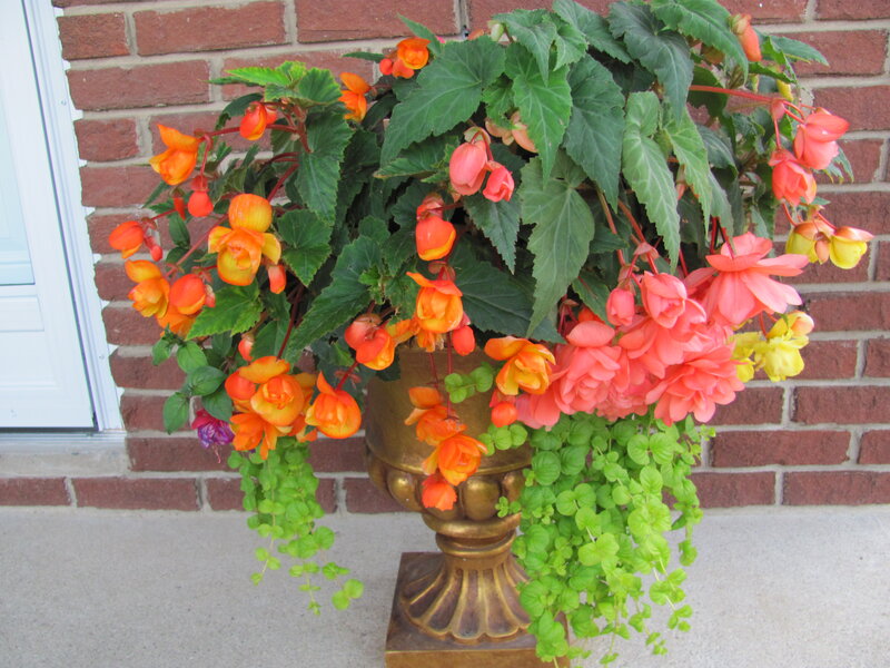 Potted Begonia Plant