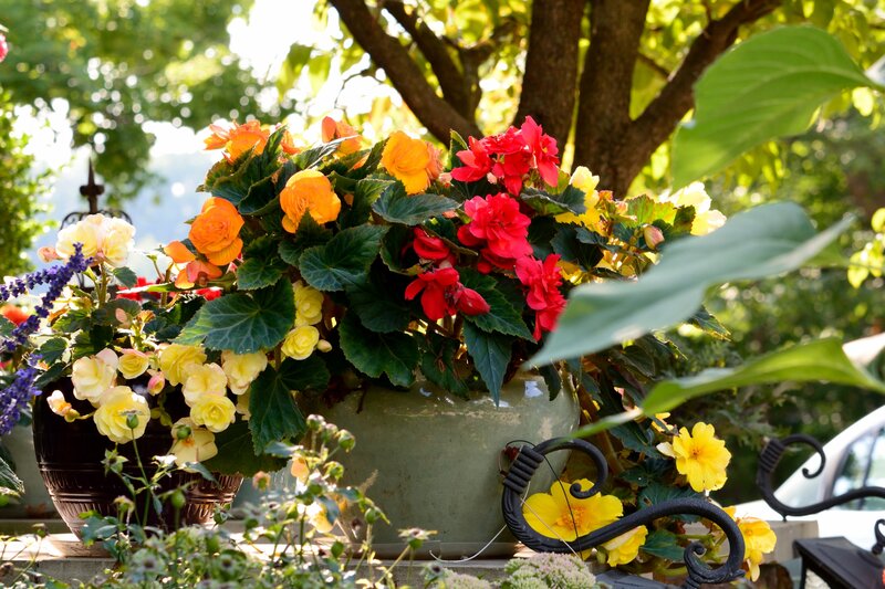 Potted Begonias in Garden — Green