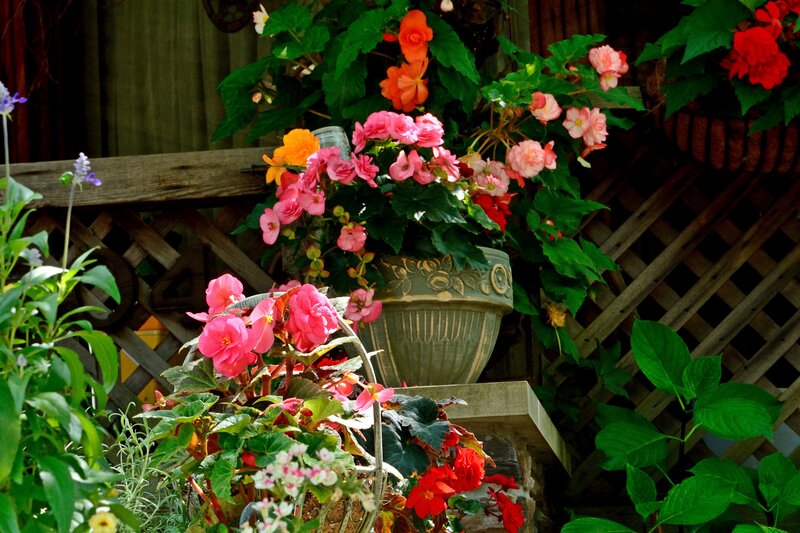 Potted Begonias in Garden
