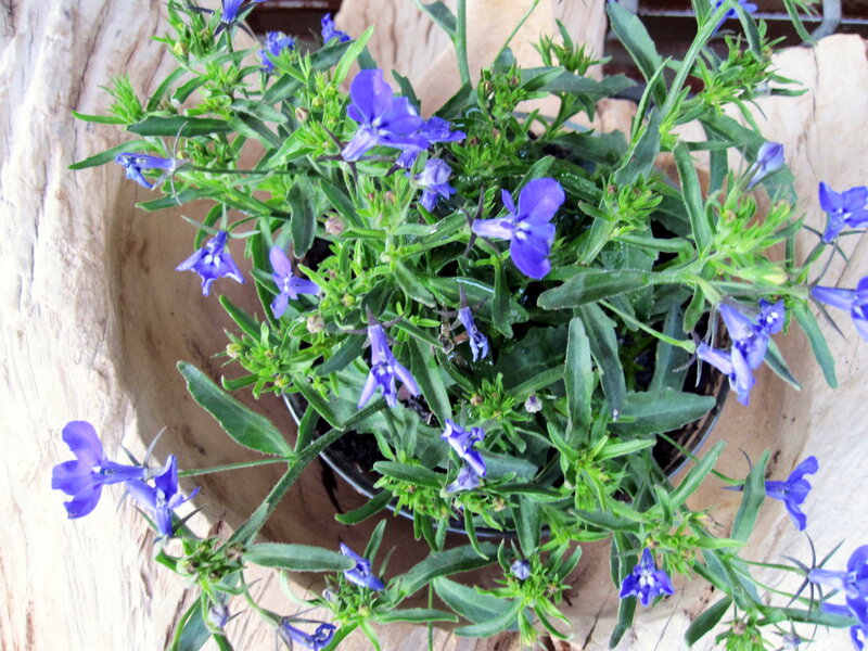 Potted Blue Lobelia Plant
