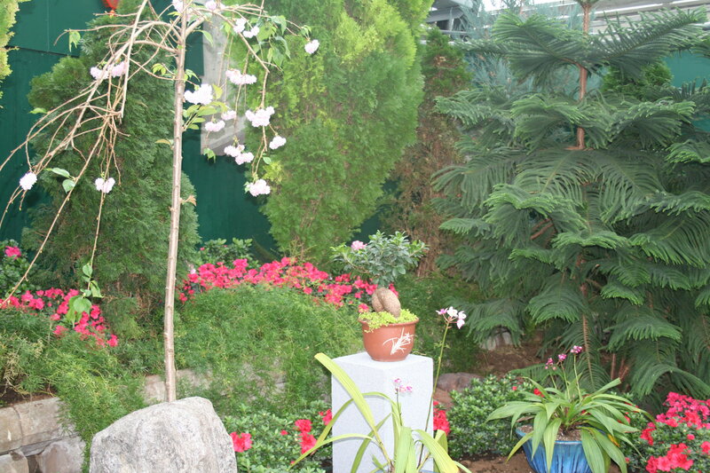 Potted Bonsai on Pedestal