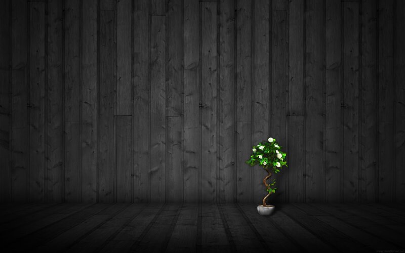 Potted Bonsai Tree — Black