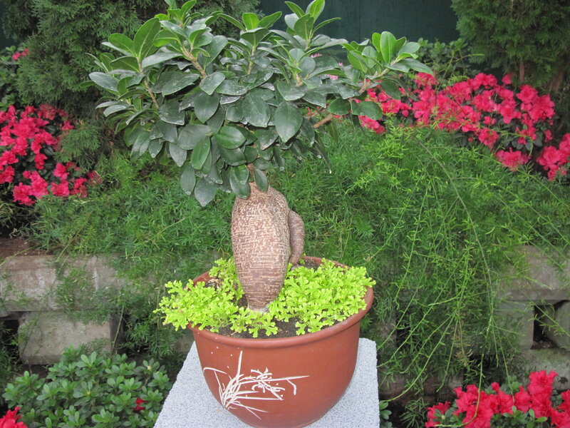 Potted Bonsai Tree — Green