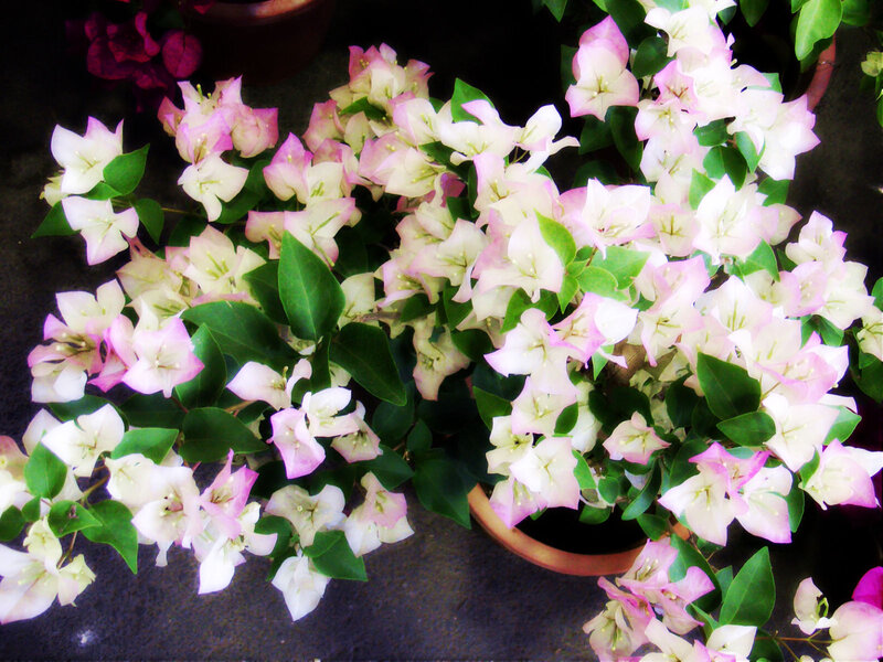 Potted Bougainvillea Flowers