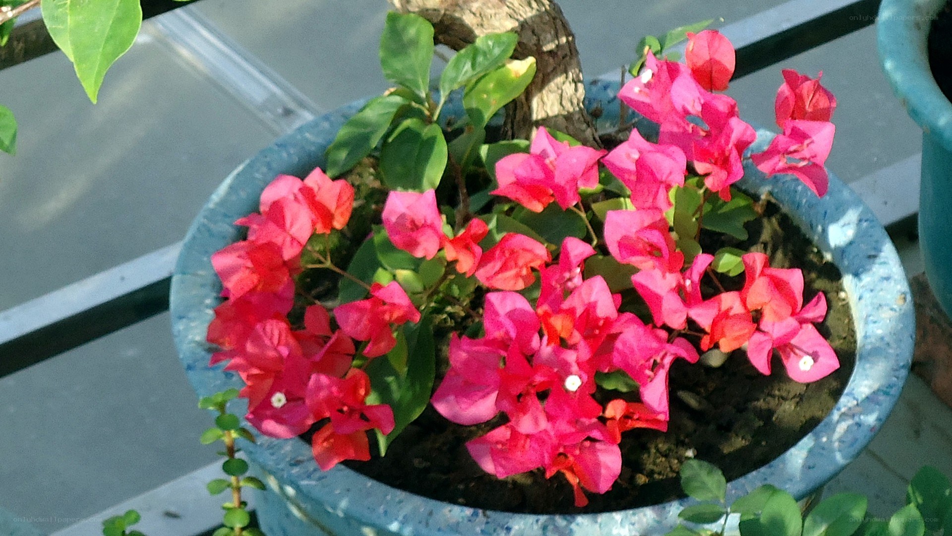 potted bougainvillea plant
