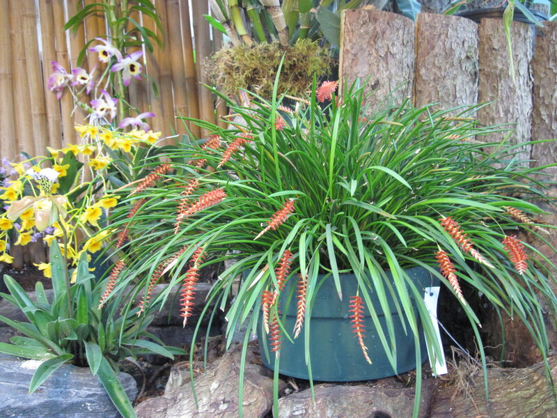 Potted Bromeliad Plant