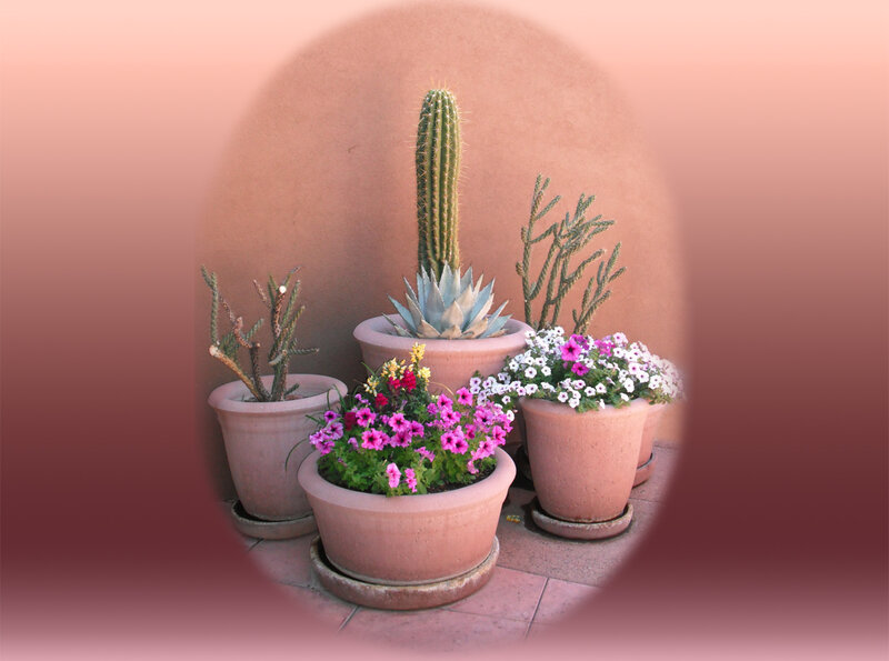 Potted Cacti and Flowers