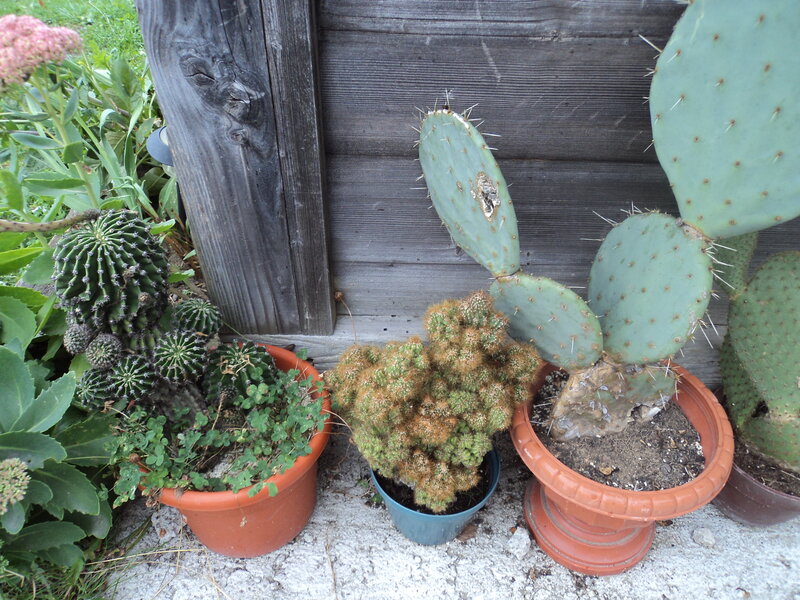 Potted Cacti and Succulents