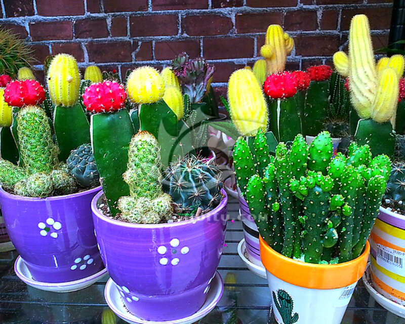 Potted Cacti on Table