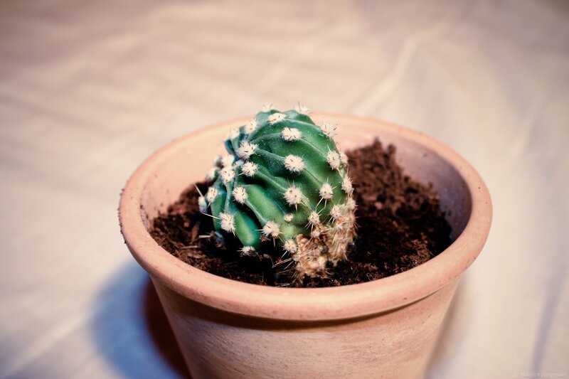 potted cactus in a pot