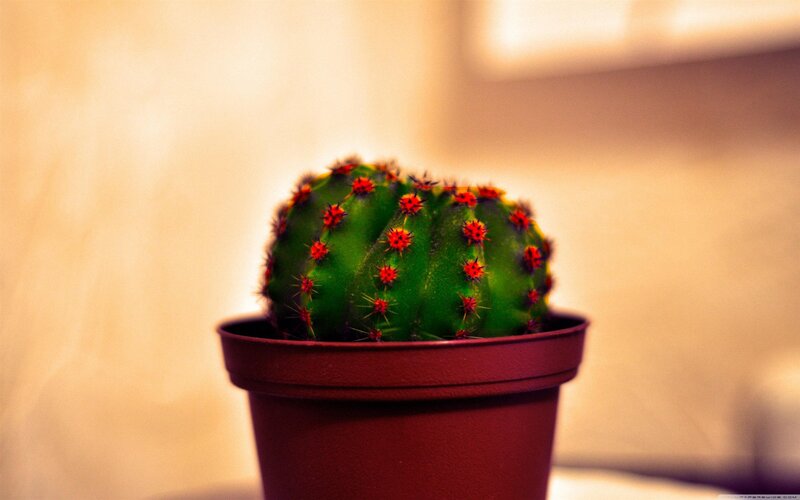 potted cactus in warm light