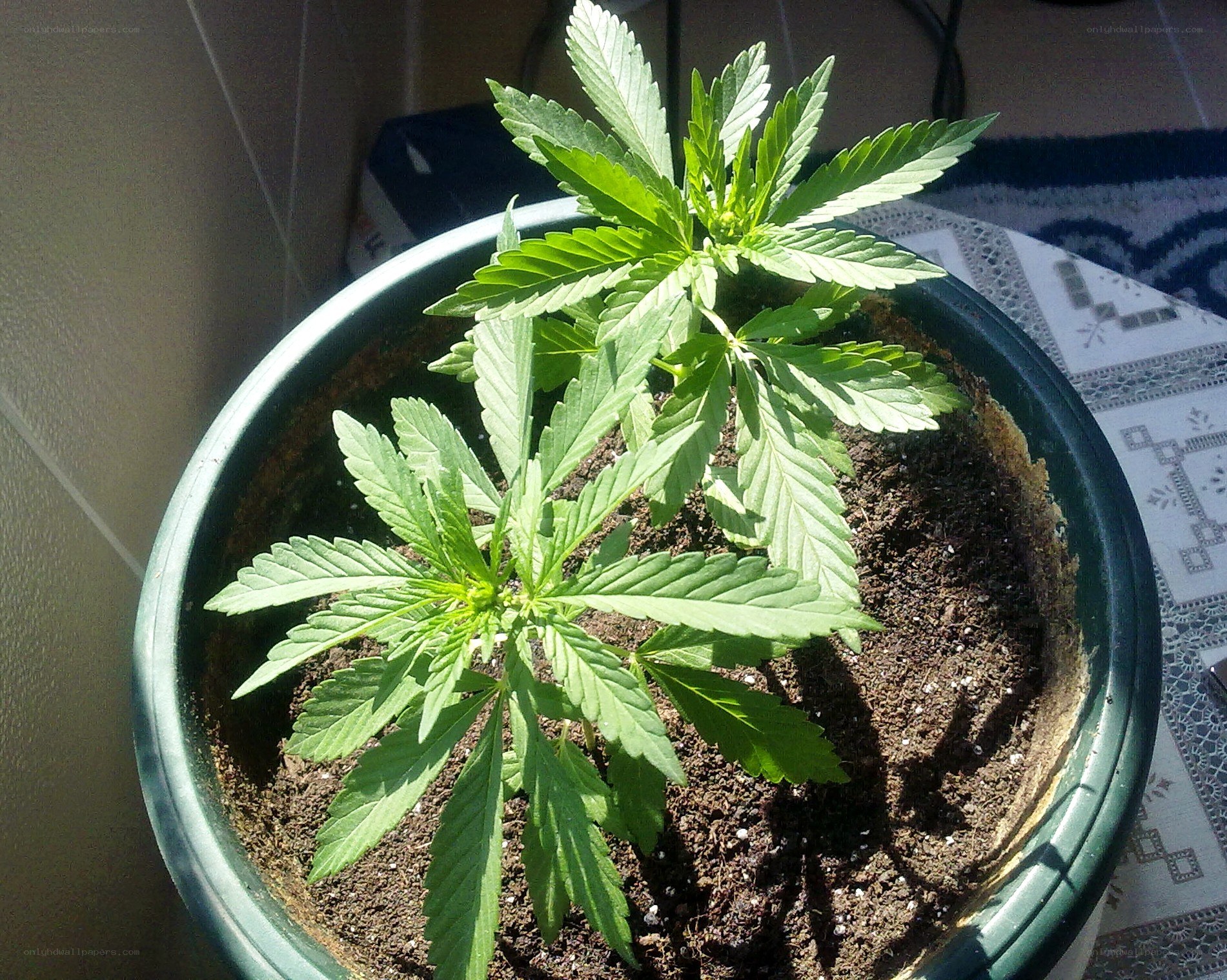 potted cannabis plant