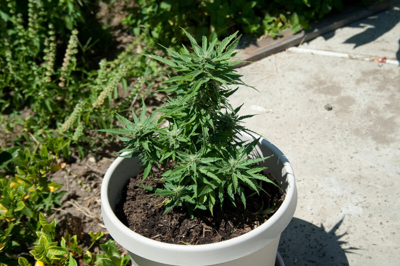 potted cannabis plant in garden